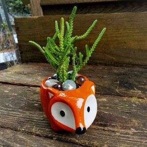Succulent in Orange Fox Planter, ceramic pot 5"